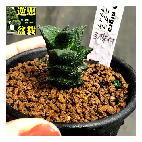 多肉植物：多肉植物：ハオルチア ニグラno.1 特丸葉ダルマタイプ 子株付*幅2cm　現品！一品限り