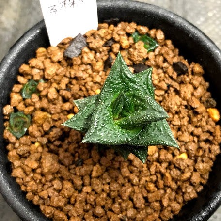 多肉植物：多肉植物：ハオルチア ニグラno.1 特丸葉ダルマタイプ 子株