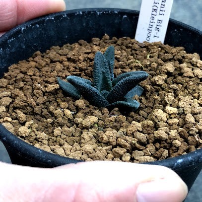 多肉植物：ハオルチア ソルディダ ラブラニー Big-1 × N1 特ダルマ ラブラニー(Kleinpoort) 実生*幅3ｃｍ 現品！一品限り :  s7440v : 遊恵盆栽 Yahoo!店 - 通販 - Yahoo!ショッピング