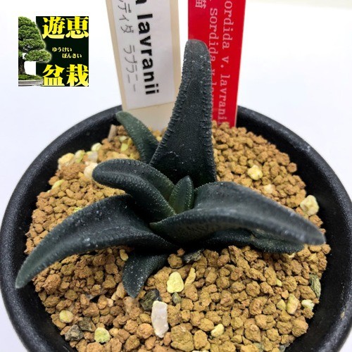 多肉植物：ハオルチア ソルディダ ラブラニー Big-1 × N1 ソルディダ ラブラニー(Kleinpoort) 実生*幅6ｃｍ　現品！一品限り