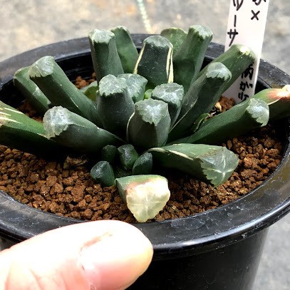 多肉植物：ハオルチア 万象×オブツーサ錦*幅9cm 現品！一品限り
