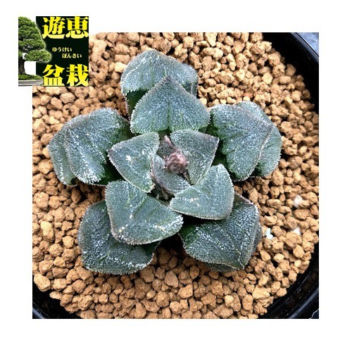多肉植物：ハオルチア ピグマエア hyb.*幅6cm 現品！一品限り