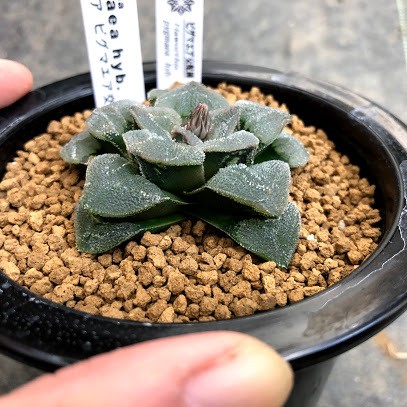 多肉植物：ハオルチア ピグマエア hyb.*幅6cm 現品！一品限り