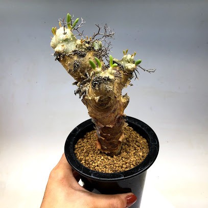 コーデックス：チレコドン レティキュラーツス 万物想*葉幅9cm 現品