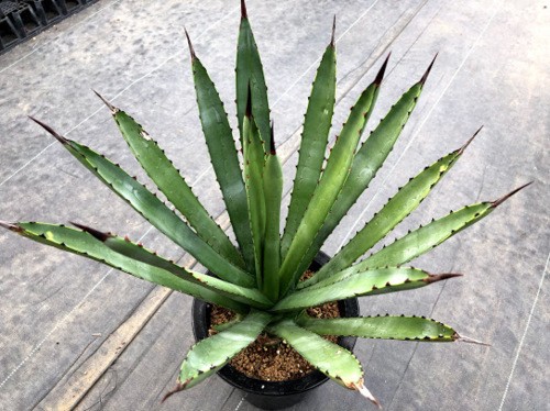 多肉植物：アガベ カールウィンスキー 為朝*幅32cm 現品！一品限り