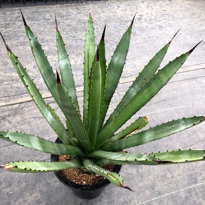 多肉植物：アガベ カールウィンスキー 為朝*幅37cm 現品！一品限り