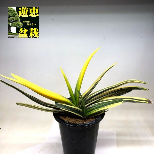 多肉植物：ガステリア 聖牛錦*幅38cm 現品！一品限り : 遊恵盆栽