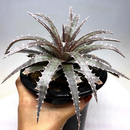 多肉植物： ディッキア フォステリアナ hyb.*幅22cm 現品