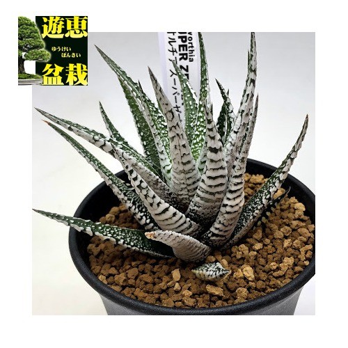 多肉植物：ハオルチア スーパーゼブラ*幅8ｃｍ 現品！一品限り : s7577v : 遊恵盆栽 Yahoo!店 - 通販 - Yahoo!ショッピング