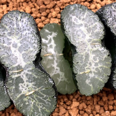多肉植物：ハオルチア 玉扇 勝岡氏写楽実生選抜 ストロング*幅7cm 現品