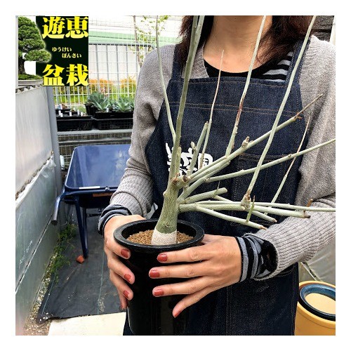 塊根植物:アデニア ペチュエリー*葉幅24cm 現品!一品限り 塊根植物:アデニア ペチュエリー*葉幅24cm 現品!一品限り