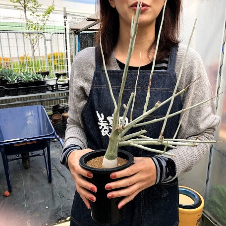 塊根植物:アデニア ペチュエリー*葉幅24cm 現品!一品限り 塊根植物:アデニア ペチュエリー*葉幅24cm 現品!一品限り