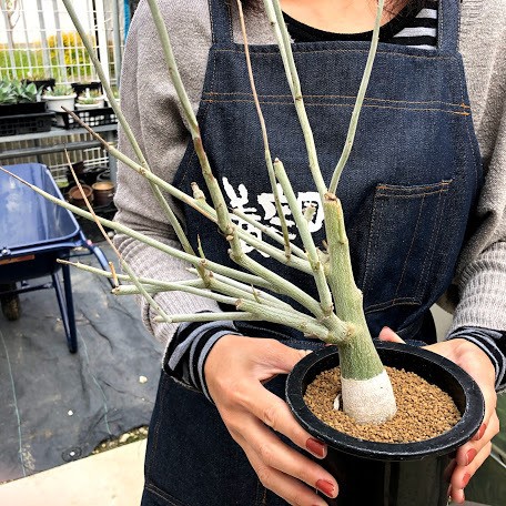 塊根植物:アデニア ペチュエリー*葉幅24cm 現品!一品限り 塊根植物:アデニア ペチュエリー*葉幅24cm 現品!一品限り