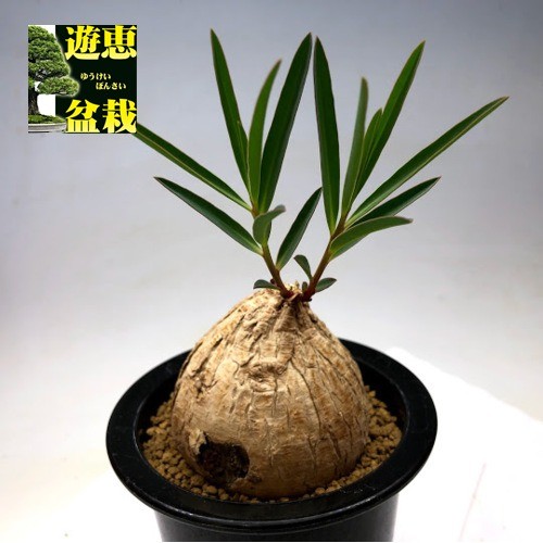 コーデックス：ユーフォルビア トリカデニア*塊幅6.5cm 現品！一品