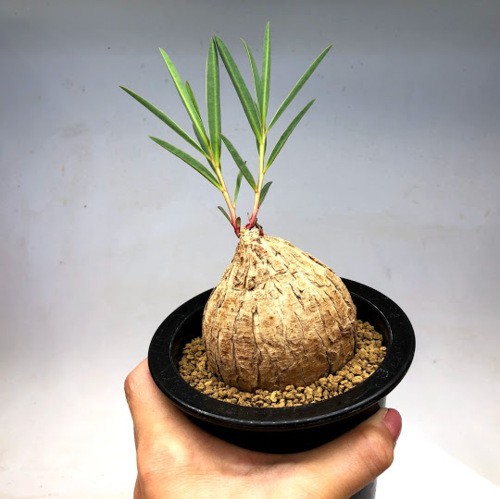 コーデックス：ユーフォルビア トリカデニア*塊幅6.5cm 現品！一品