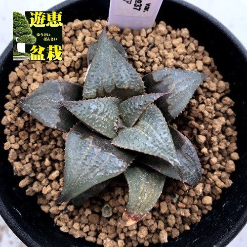 多肉植物：ハオルチア バディア*幅6.5cm 現品！一品限り : 遊恵盆栽