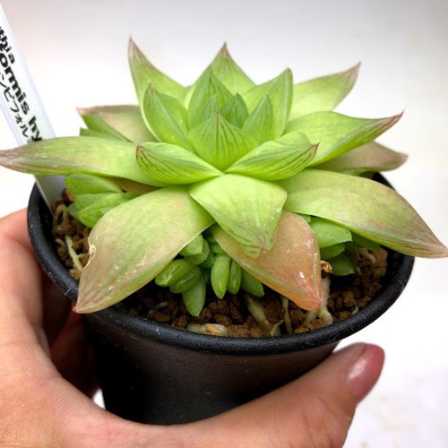 多肉植物：ハオルチア シンビフォルミス系 M*幅10cm : 遊恵盆栽