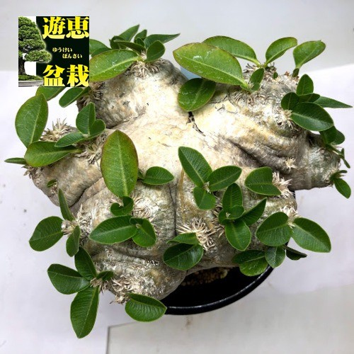 コーデックス：パキポディウム ブレビカウレ 恵比寿笑い 発根済*塊根幅