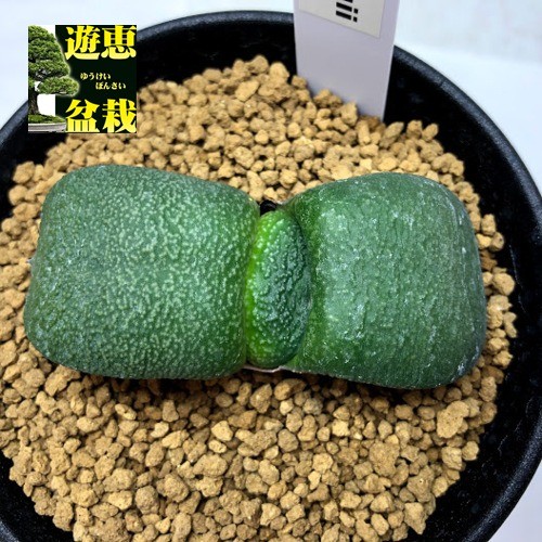 多肉植物：ガステリア 臥牛 吉積B*幅6cm : 遊恵盆栽 Yahoo!店