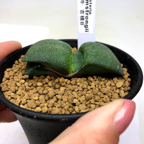 多肉植物：ガステリア 臥牛 吉積B*幅6cm : 遊恵盆栽 Yahoo!店