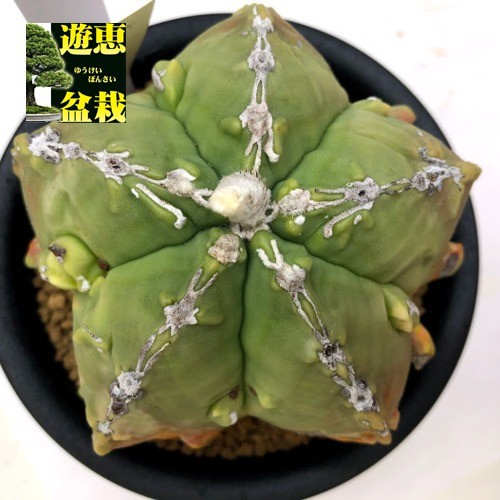 サボテン：奇厳碧瑠璃鸞鳳玉（きがんへきるりらんぽうぎょくにしき
