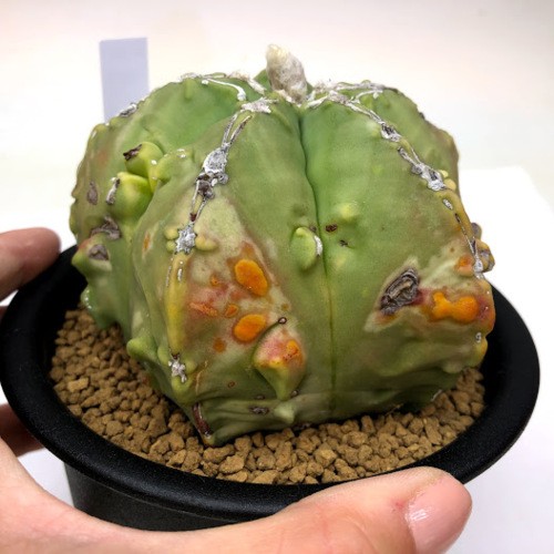 サボテン：奇厳碧瑠璃鸞鳳玉（きがんへきるりらんぽうぎょくにしき