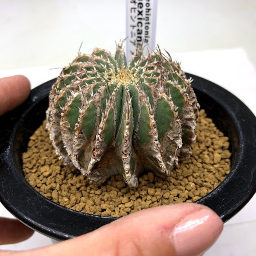 サボテン:ゲオヒントニア メキシカーナ*幅5.5cm 現品!一品 サボテン:ゲオヒントニア メキシカーナ*幅5.5cm 現品!一品