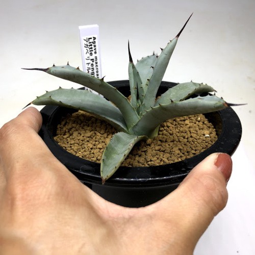多肉植物：アガベ マクロアカンサ 'リトル ペンギン'*幅13cm 現品