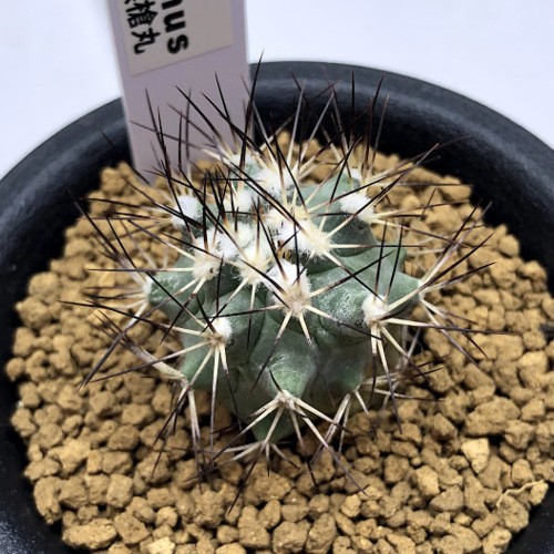 サボテン：ギムノカクタス 黒槍丸*幅2cm : 遊恵盆栽 Yahoo!店 - 通販