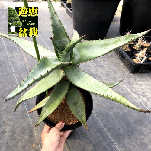 多肉植物：幹立ちアロエ*葉幅41ｃｍ　現品！一品限り