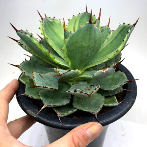 多肉植物：アガベ 吉祥冠錦 覆輪*幅13cm 現品！一品限り ※下葉に傷