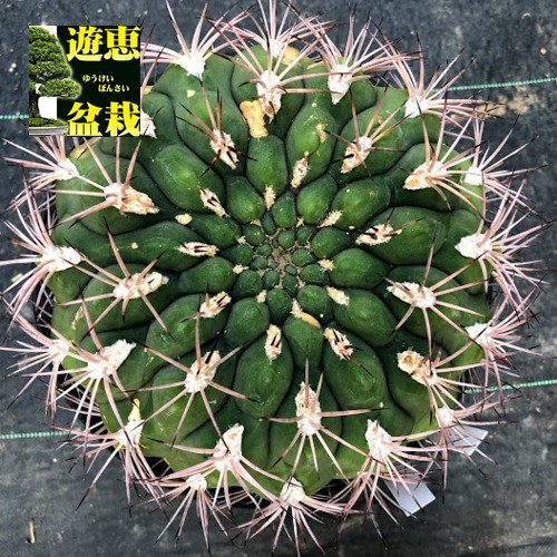 サボテン：ギムノカリキウム ゼガラエ*幅18cm 現品！一品限り ※側面