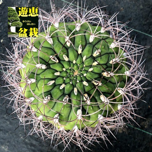 サボテン：ギムノカリキウム ティルカレンセ 新世界*幅14cm 現品