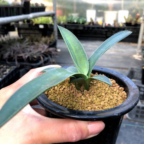 多肉植物：アガベ オーレア*幅15cm : 遊恵盆栽 Yahoo!店 - 通販