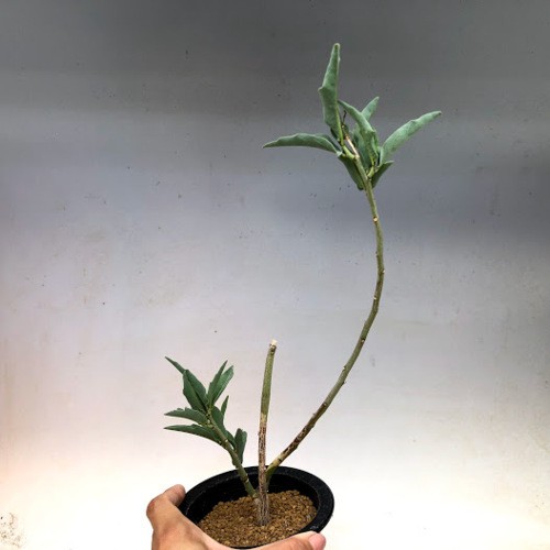 塊根植物：アデニア レパンダ*幹幅14cm 現品！一品限り : 遊恵