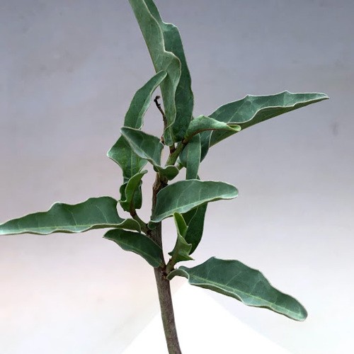 塊根植物：アデニア レパンダ*幹幅14cm 現品！一品限り : 遊恵