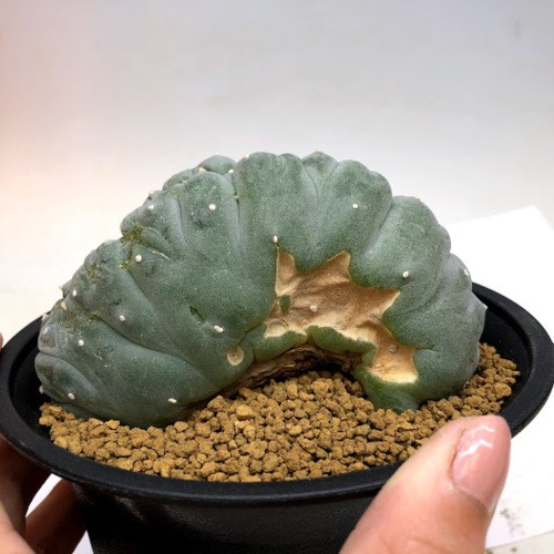 サボテン：ロフォフォラ 烏羽玉綴化（うばたまてっか）自根*幅10cm