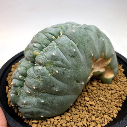 サボテン：ロフォフォラ 烏羽玉綴化（うばたまてっか）自根*幅10cm