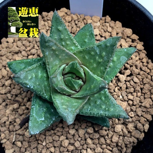 多肉植物：アストロロバ sp*幅5cm 現品！一品限り : 遊恵盆栽 Yahoo