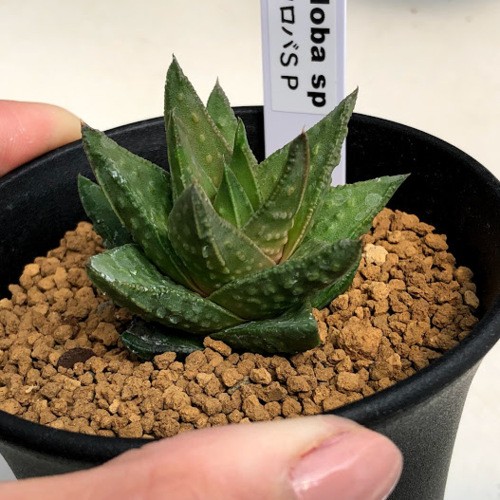 多肉植物：アストロロバ sp*幅5cm 現品！一品限り : 遊恵盆栽 Yahoo