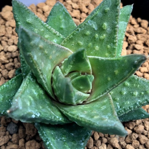 多肉植物：アストロロバ sp*幅5cm 現品！一品限り : 遊恵盆栽 Yahoo