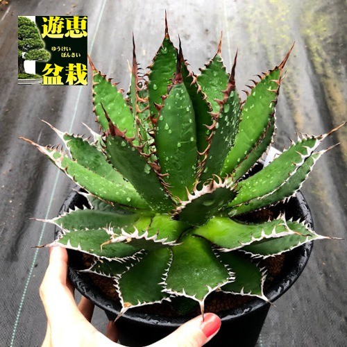 アガベ ホリダ 多肉植物 n24 アガベ・ホリダの基本情報・育て方｜多肉植物・サボテン図鑑