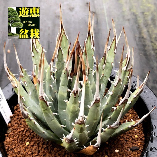 多肉植物：アガベ ユタエンシス ネバデンシス 青磁炉*幅*幅12ｃｍ 現品！一品限り : s7876v : 遊恵盆栽 Yahoo!店 - 通販 -  Yahoo!ショッピング