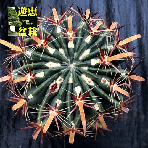 サボテン：フェロカクタス 日の出丸*幅15cm 現品！一品限り ※側面に