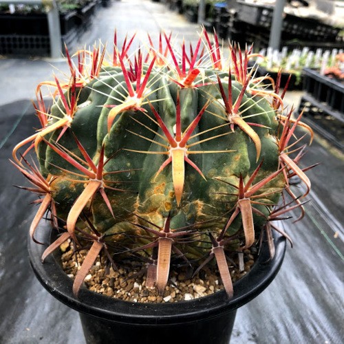 サボテン：フェロカクタス 日の出丸*幅15cm 現品！一品限り ※側面に