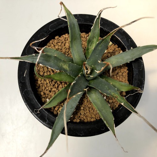 多肉植物：アガベ ユタエンシス エボリスピナ 陽炎*幅16cm 現品
