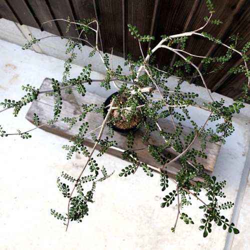 コーデックス：オペルクリカリア デカリー*葉幅30cm 現品！一品限り