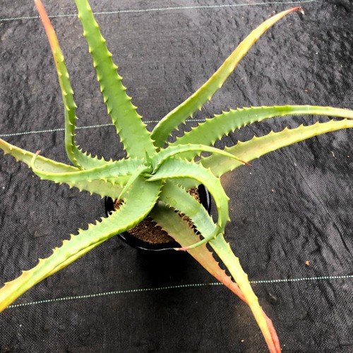 多肉植物：アロエ キダチアロエ錦*幅26cm : 遊恵盆栽 Yahoo!店