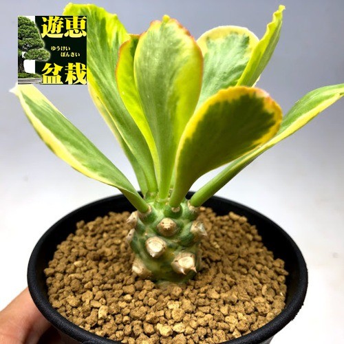 多肉植物：ユーフォルビア ポイゾニー錦*葉幅7cm　現品！一品限り