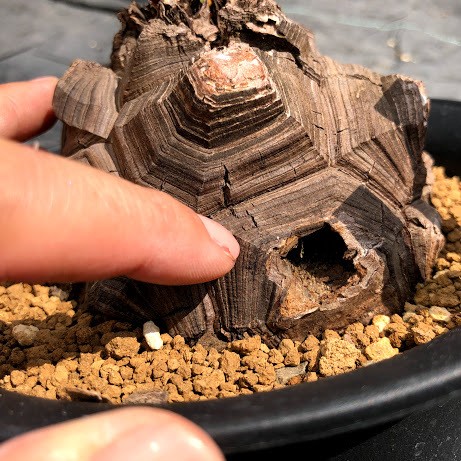 【現品】最後の１品　アフリカ亀甲竜 アフリカ亀甲竜 | GN PLANT